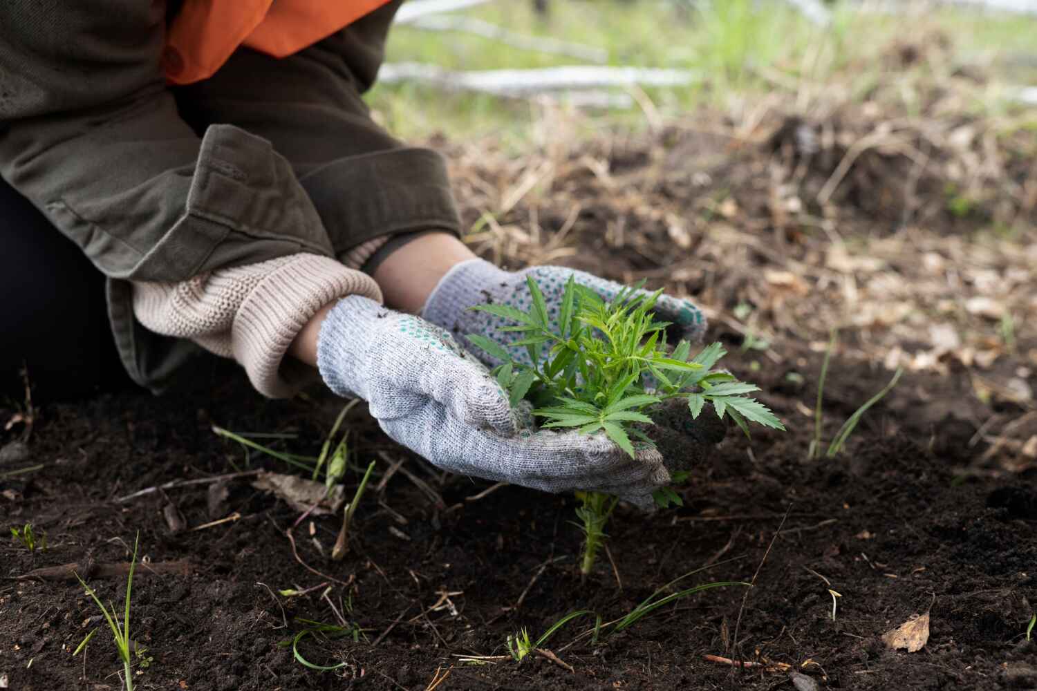 Best Arborist Services Near Me  in Oak Ridge, FL